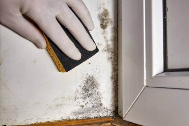 Best Residential Mold Inspection & Testing  in Raubsville, PA